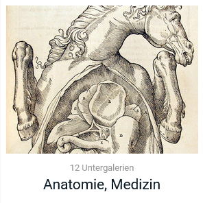 Anatomie und Medizin