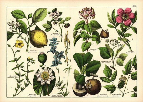 Pflanzen, Polyandria, z.B. Teestaude. Farblithografie von 1887. Tafel 27