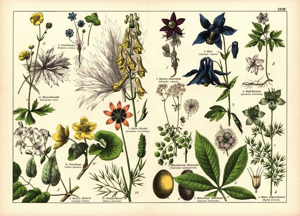 Pflanzen, Polyandria, z.B. Eisenhut . Farblithografie von 1887. Tafel 28
