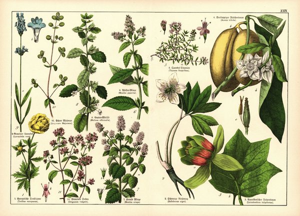 Pflanzen, z.B. Trollblume. Farblithografie von 1887. Tafel 29
