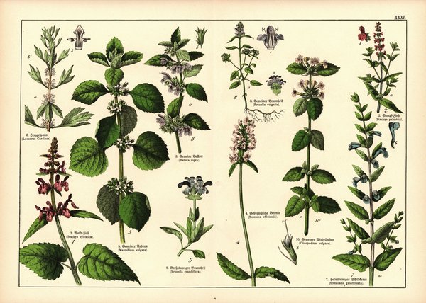 Pflanzen, z.B. Schildkraut . Farblithografie von 1887. Tafel 31