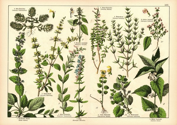 Pflanzen, Didynamia gymnospermia, z.B. Bohnenkraut. Farblithografie von 1887. Tafel 30