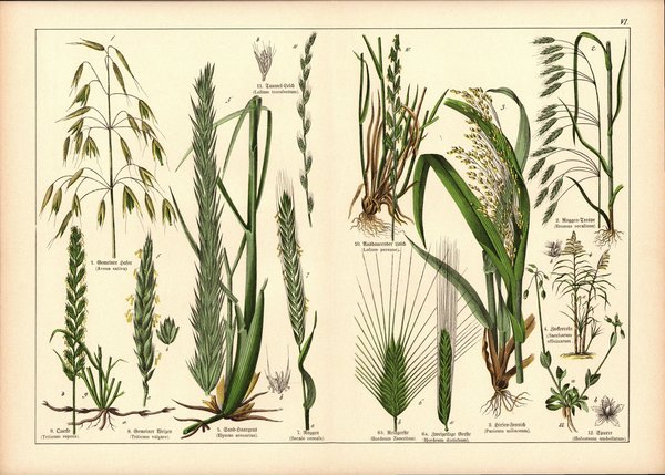 Pflanzen, Triandria Digynia, z.B. Hafer. Farblithografie von 1887. Tafel 6