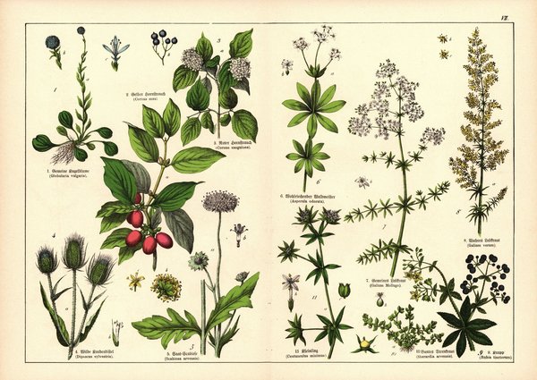 Pflanzen, Tetrandria, z.B. Kugelblume. Farblithografie von 1887. Tafel 7