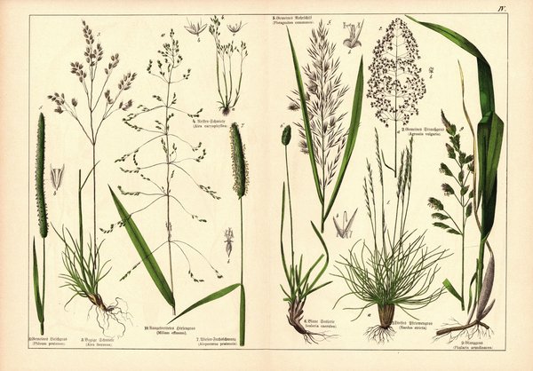Pflanzen, Triandria, z.B. Straußgras. Farblithografie von 1887. Tafel 4