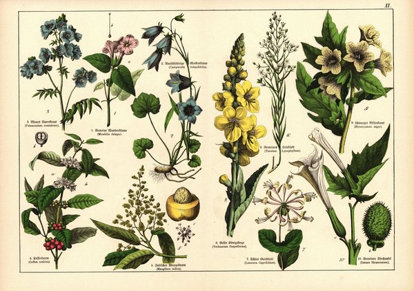 Pflanzen, Petandria Monogynia, z.B. Kaffeebaum. Farblithografie von 1887. Tafel 11
