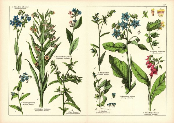 Pflanzen, Petandria, z.B.Scharfkraut . Farblithografie von 1887. Tafel 9