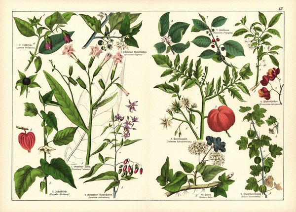 Pflanzen, Petandria Monogynia, z.B. Spindelbaum. Farblithografie von 1887. Tafel 12