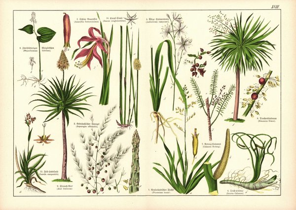 Pflanzen, Hexandrai Monogynia, z.B. Flachs. Farblithografie von 1887. Tafel 18