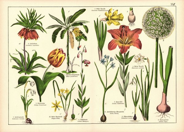 Pflanzen, Hexandria Monogynia, z.B. Gartentulpe . Farblithografie von 1887. Tafel 17