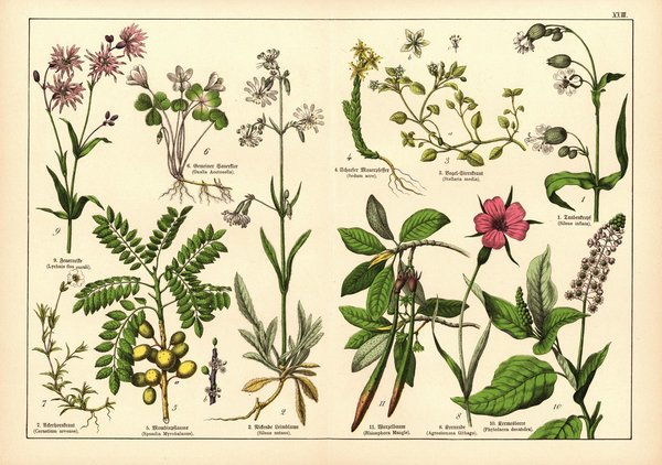 Pflanzen, Decandria Trigynia, z.B. Mauerpfeffer. Farblithografie von 1887. Tafel 23