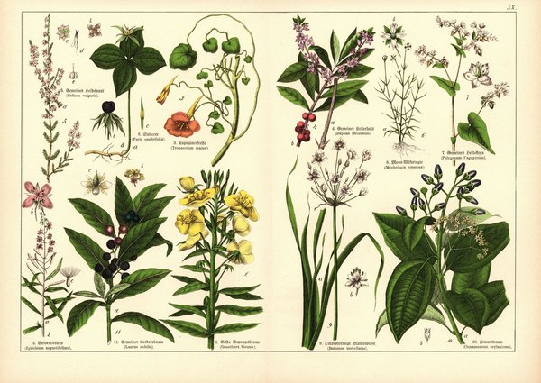 Pflanzen, Octandria Monogynia, z.B. Weidenröslein. Farblithografie von 1887. Tafel 20