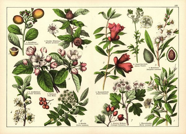 Pflanzen, Icosandria Monogynia, z.B. Pflaumenbaum. Farblithografie von 1887. Tafel 25