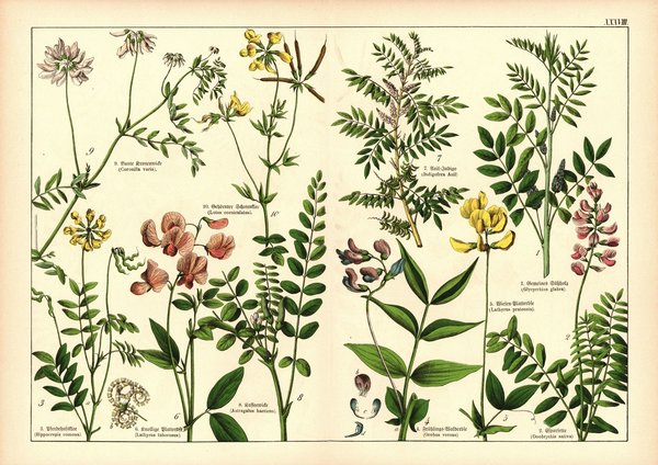 Pflanzen, Diadelphia Decandria, z.B. Süssholz. Farblithografie von 1887. Tafel 38