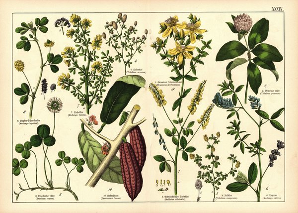 Pflanzen, Diadelphia Decandria, z.B. Klee. Farblithografie von 1887. Tafel 39