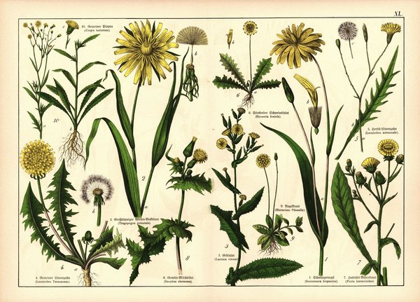 Pflanzen, Syngenesia, z.B. Löwenzahn. Farblithografie von 1887. Tafel 40