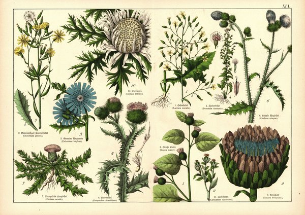 Pflanzen, Syngenesia aequalis, z.B. Artischocke. Farblithografie von 1887. Tafel 41