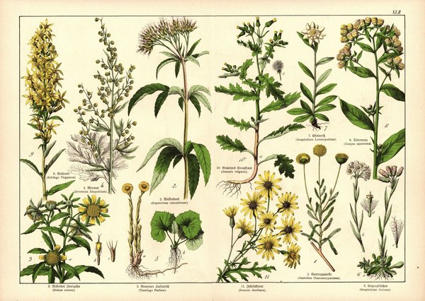 Pflanzen, Syngenesia, z.B. Gartenzypresse. Farblithografie von 1887. Tafel 42