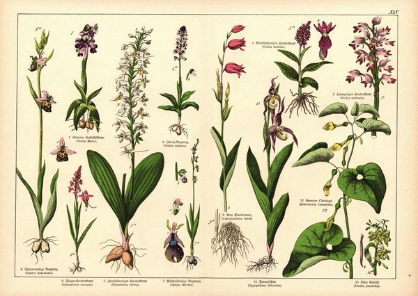 Pflanzen, Gynandria z.B. Vanille. Farblithografie von 1887. Tafel 45