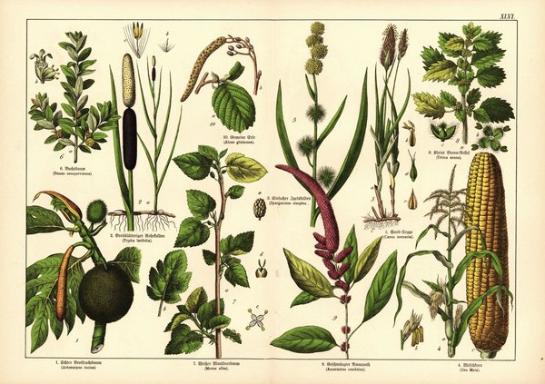 Pflanzen, Monoecia z.B. Mais. Farblithografie von 1887. Tafel  46
