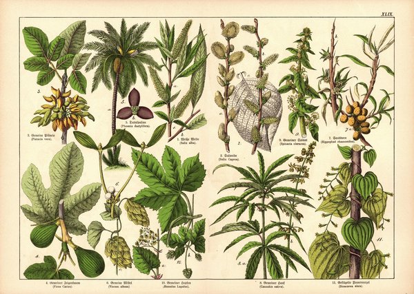 Pflanzen, Dioecia z.B. Weide. Farblithografie von 1887. Tafel  49