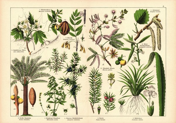Pflanzen, Dioecia z.B. Espe. Farblithografie von 1887. Tafel  50