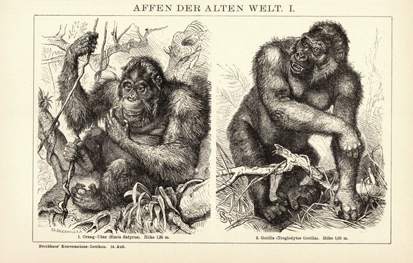 Affen der alten Welt I-II. Buchillustration (Stich) von 1897