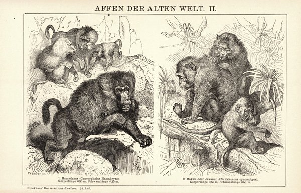 Affen der alten Welt I-II. Buchillustration (Stich) von 1897