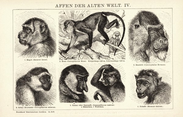 Affen der alten Welt III-IV. Buchillustration (Stich) von 1897