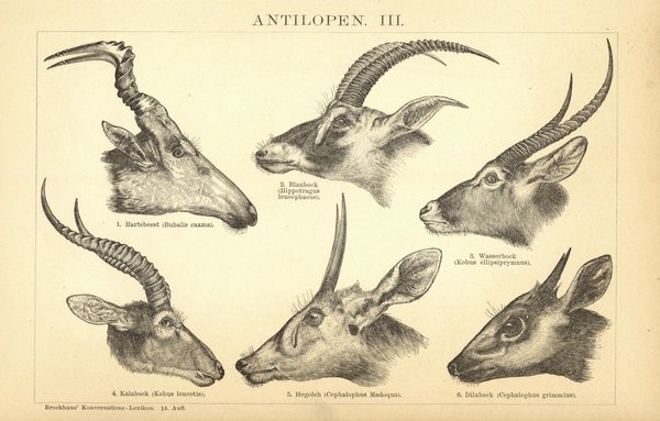 Antilopen III. Buchillustration (Stich) von 1897