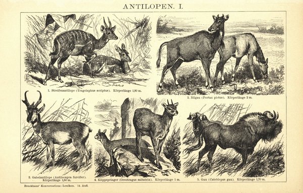 Antilopen I-II. Buchillustration (Stich) von 1897