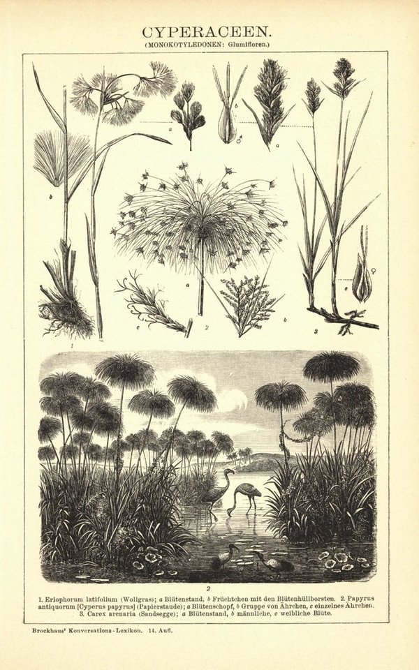 Cyperaceen. Buchillustration (Stich) von 1897