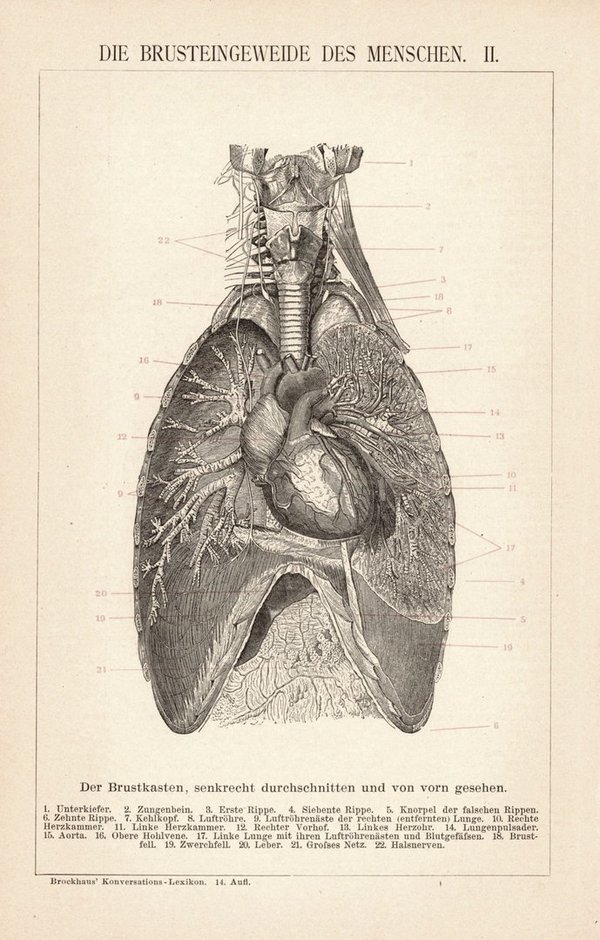 Die Brusteingeweide des Menschen. Buchillustration (Stich) von 1897