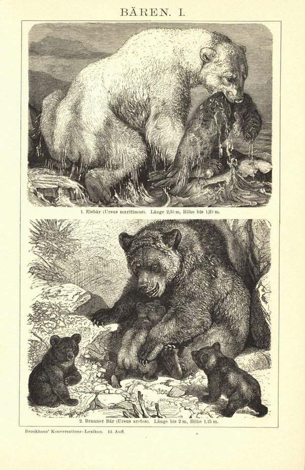 Bären. Buchillustration (Stich) von 1897