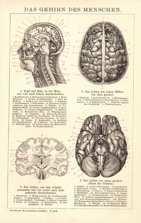 Das Gehirn des Menschen . Buchillustration (Stich) von 1897
