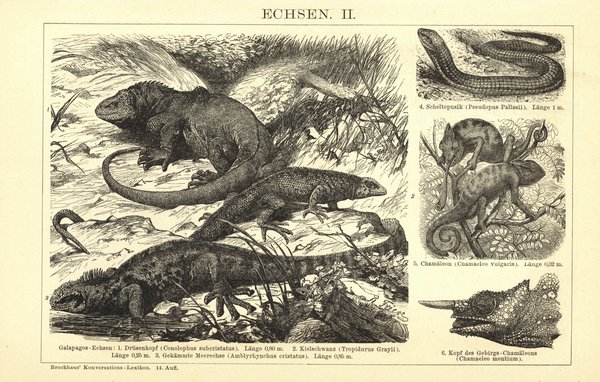 Echsen II-III. Buchillustration (Stich) von 1897