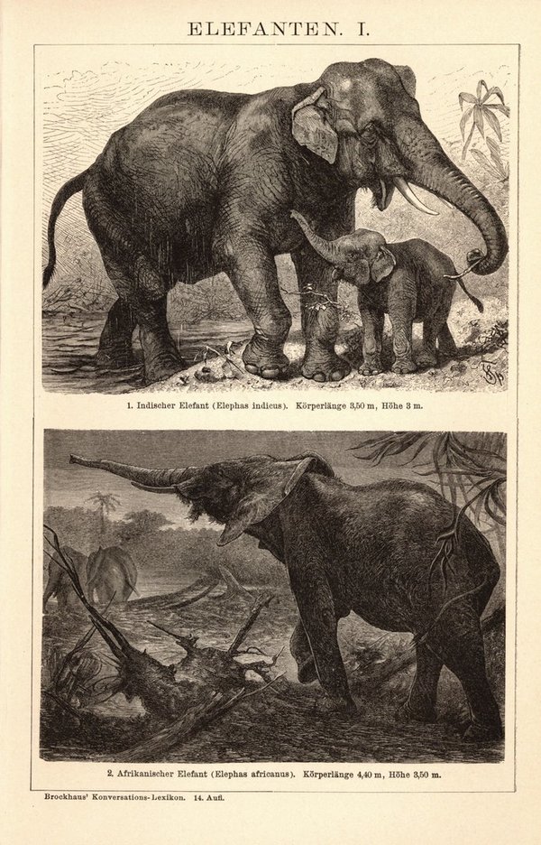 Elefanten. Buchillustration (Stich) von 1897