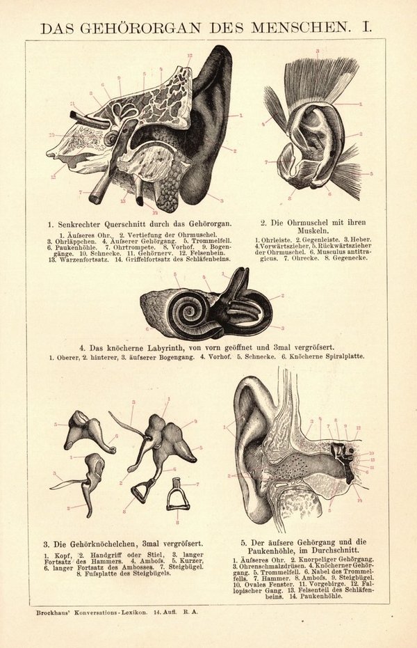 Das Gehörorgan des Menschen. Buchillustration (Stich) von 1897