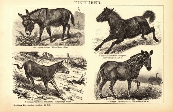Esel, Einhufer. Buchillustration (Stich) von 1897