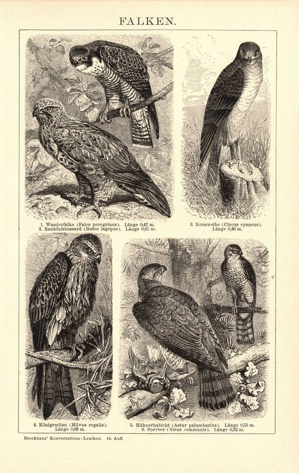 Falken. Buchillustration (Stich) von 1897