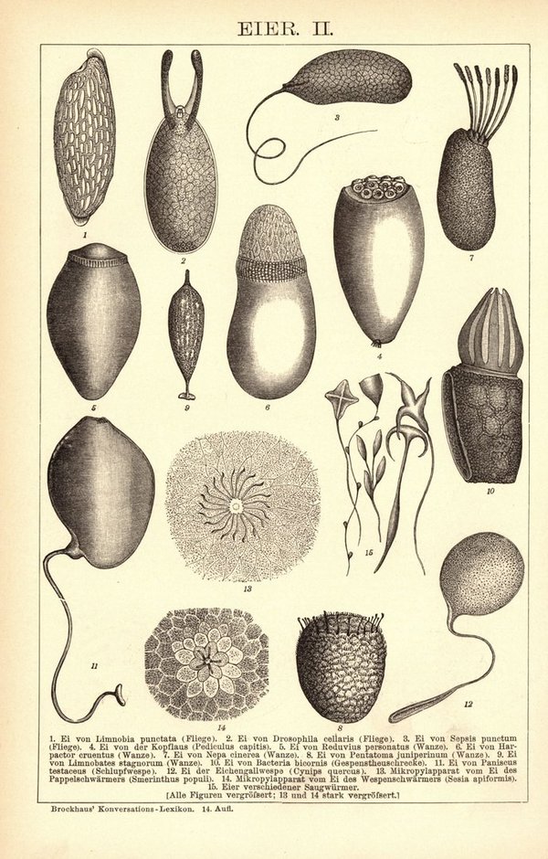 Eier. Buchillustration (Stich) von 1897