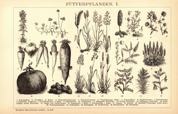 Futterpflanzen I-II. Buchillustration (Stich) von 1897