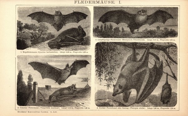 Fledermäuse. Buchillustration (Stich) von 1897