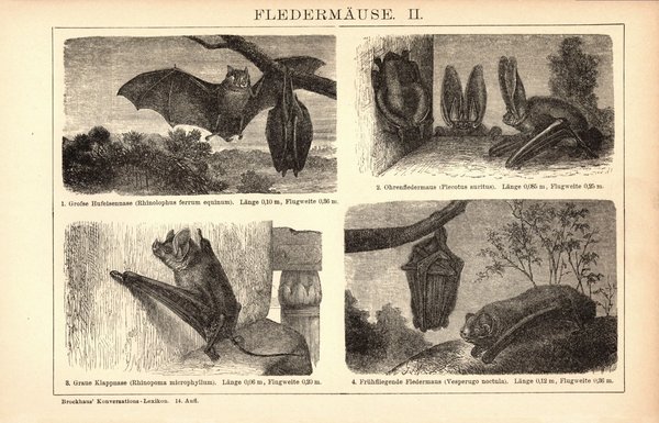 Fledermäuse. Buchillustration (Stich) von 1897
