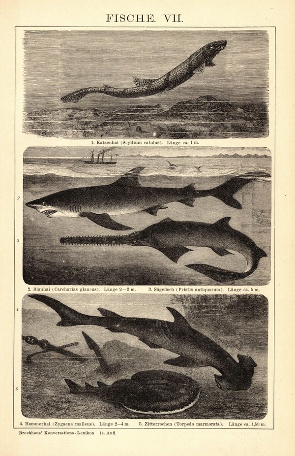 Fische VII-VIII. Buchillustration (Stich) von 1897
