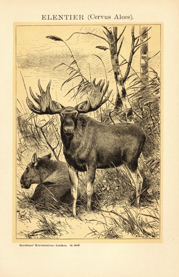 Elche, Elentier. Buchillustration (Stich) von 1897
