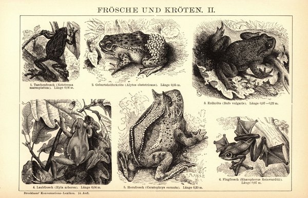 Frösche und Kröten. Buchillustration (Stich) von 1897