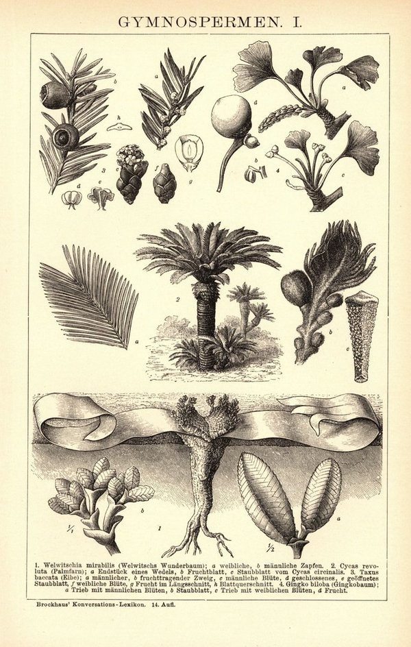Gymnospermen. Buchillustration (Stich) von 1897