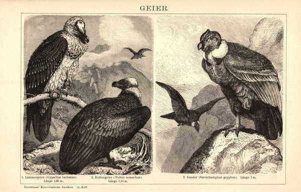 Geier. Buchillustration (Stich) von 1897