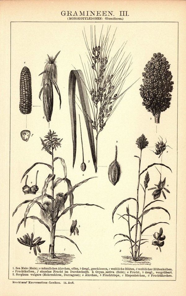 Gramineen III-IV. Buchillustration (Stich) von 1897
